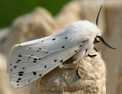 White Ermine (Spilosoma lubricipeda